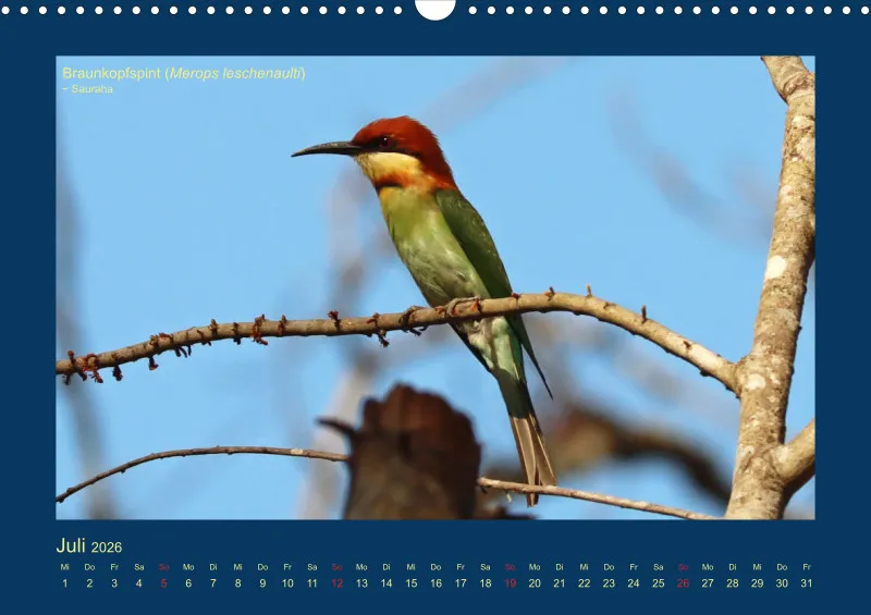 Birdwatching - Nepal