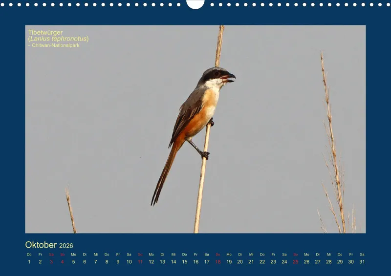 Birdwatching - Nepal
