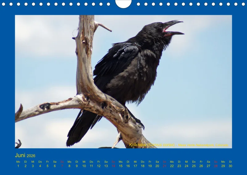 Birdwatching - USA - Südwesten - klein