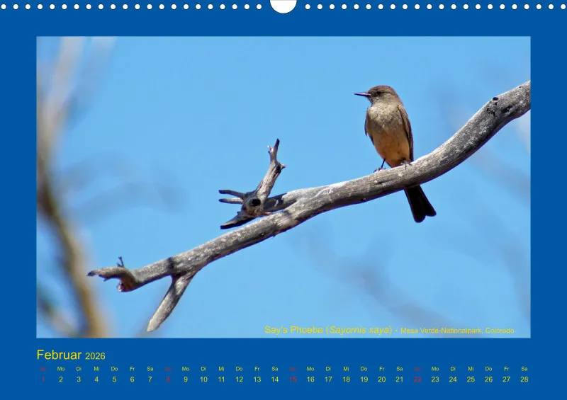 Birdwatching - USA - Südwesten