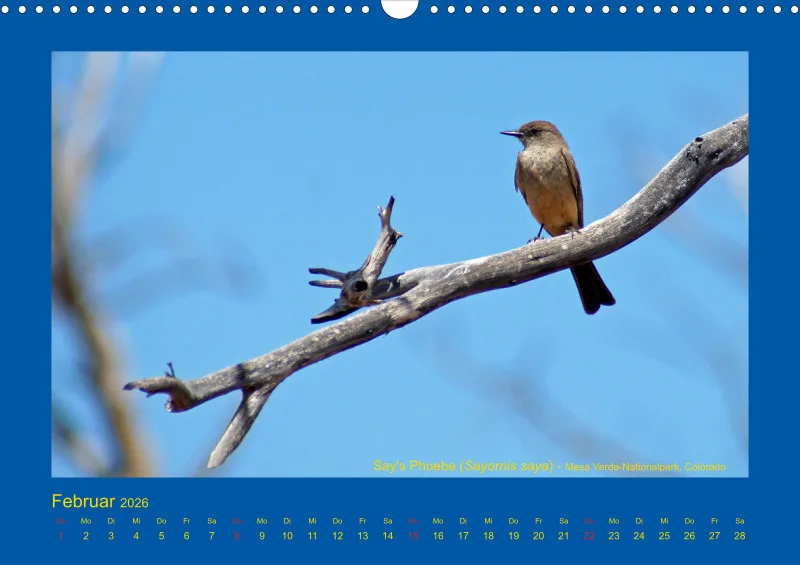 Birdwatching - USA - Südwesten
