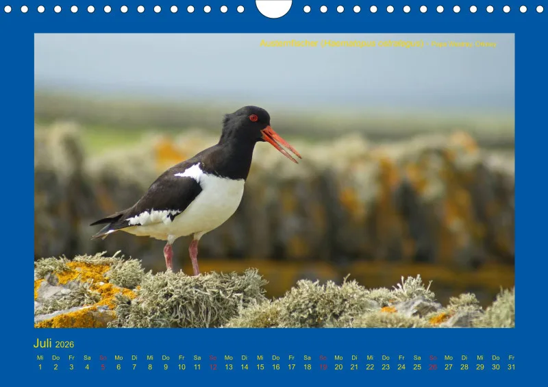 Birdwatching - Orkney- und Shetlandinseln - klein