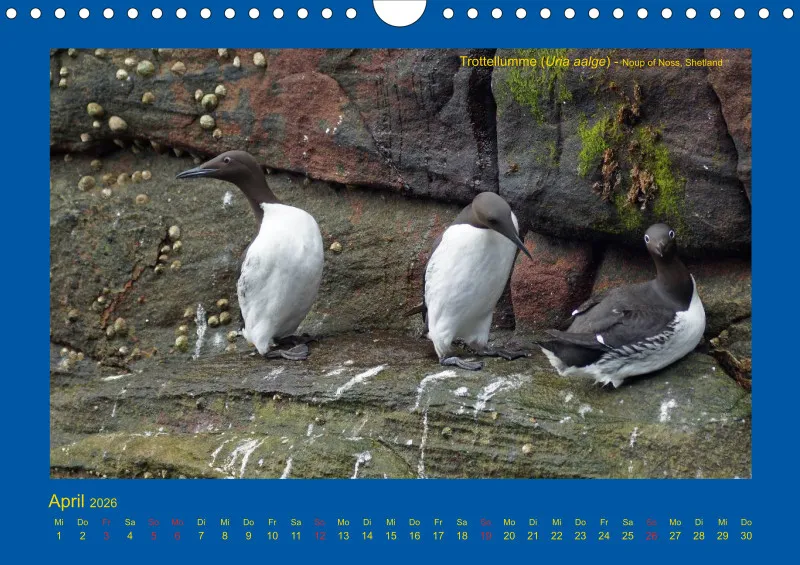 Birdwatching - Orkney- und Shetlandinseln - klein