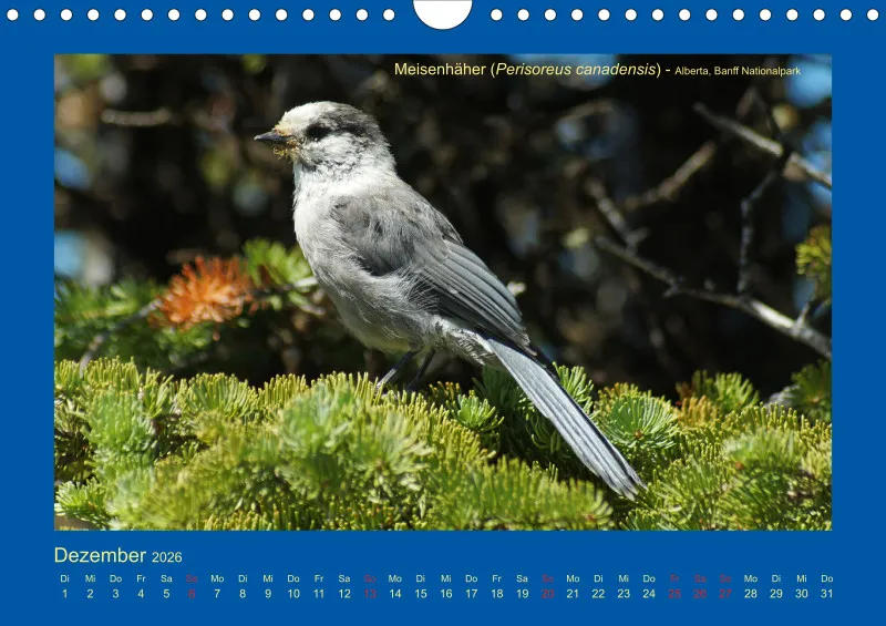 Birdwatching - Kanada - klein