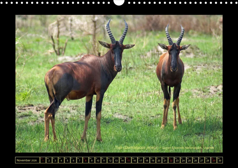 Frantis Safari - Antilopen