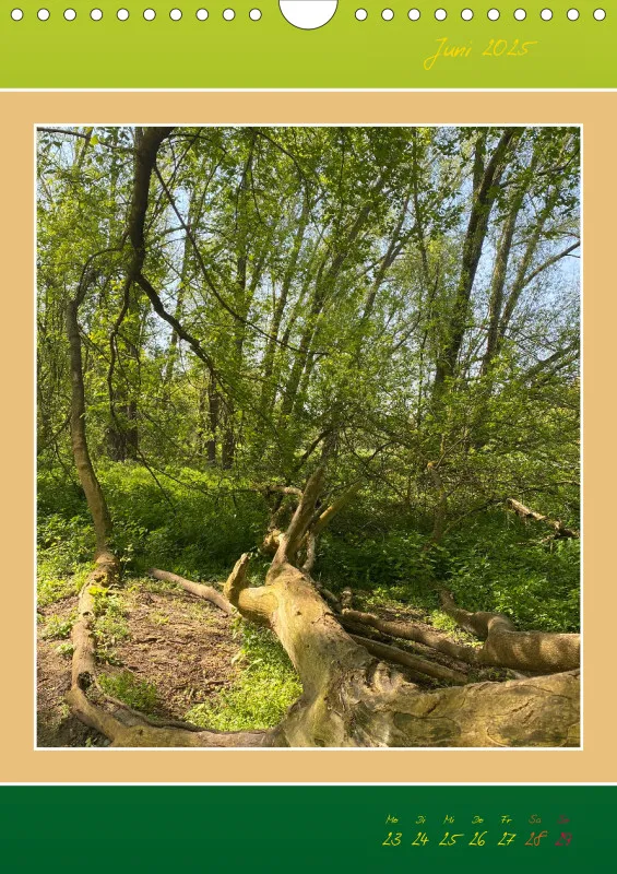 Ein Wald Morgenspaziergang ins Grüne