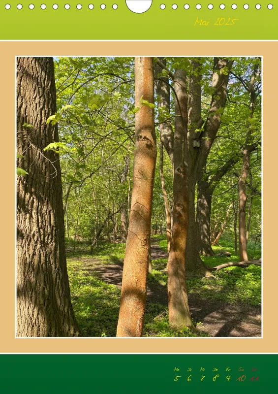 Ein Wald Morgenspaziergang ins Grüne