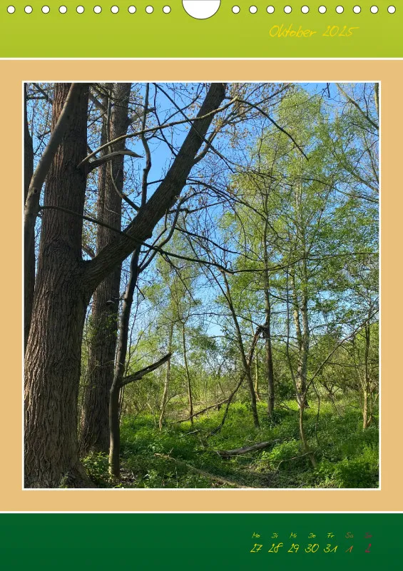 Ein Wald Morgenspaziergang ins Grüne
