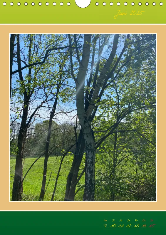 Ein Wald Morgenspaziergang ins Grüne