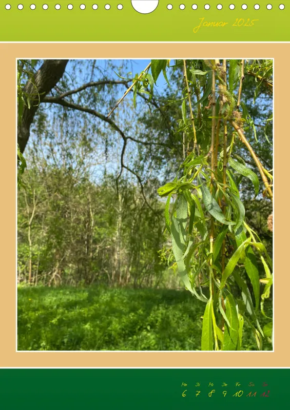 Ein Wald Morgenspaziergang ins Grüne