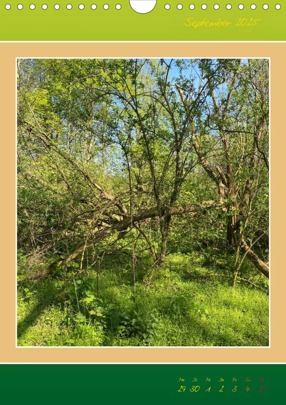 Ein Wald Morgenspaziergang ins Grüne