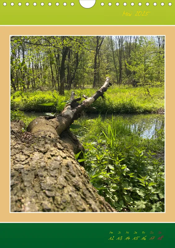Ein Wald Morgenspaziergang ins Grüne