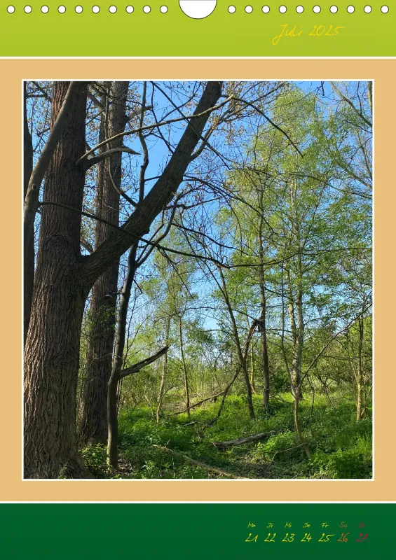 Ein Wald Morgenspaziergang ins Grüne