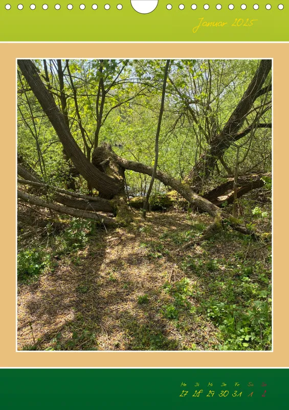 Ein Wald Morgenspaziergang ins Grüne