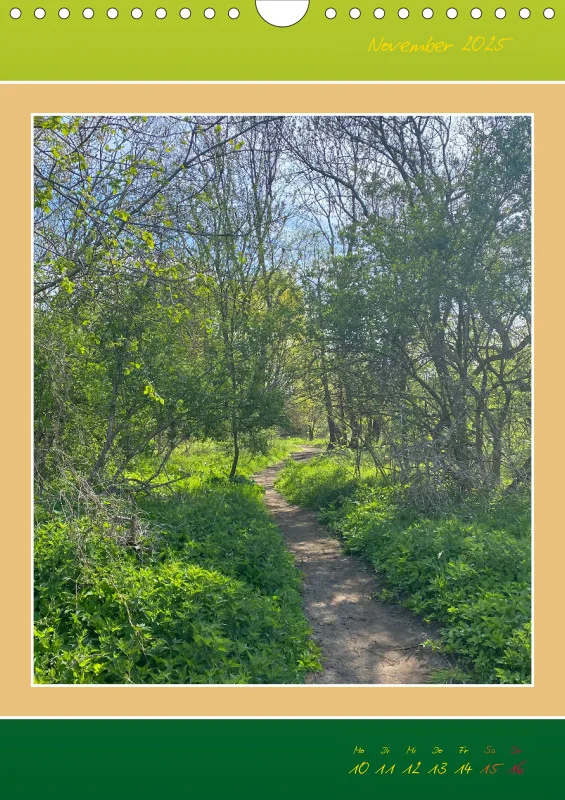 Ein Wald Morgenspaziergang ins Grüne