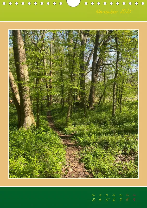 Ein Wald Morgenspaziergang ins Grüne