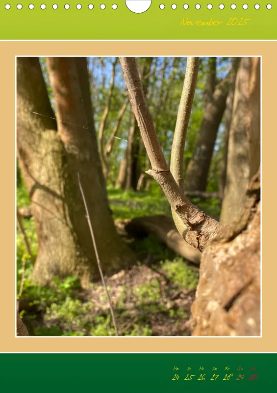 Ein Wald Morgenspaziergang ins Grüne