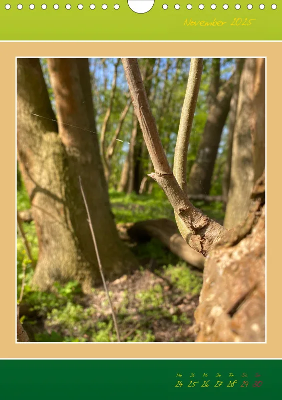 Ein Wald Morgenspaziergang ins Grüne