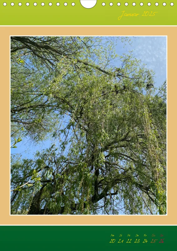 Ein Wald Morgenspaziergang ins Grüne