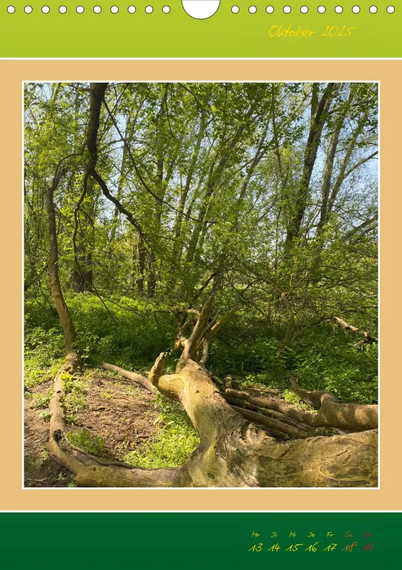 Ein Wald Morgenspaziergang ins Grüne