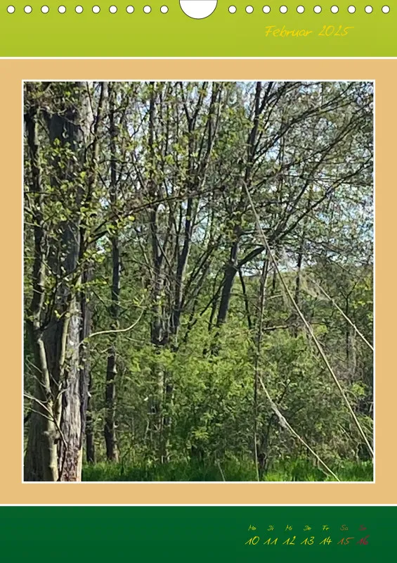 Ein Wald Morgenspaziergang ins Grüne