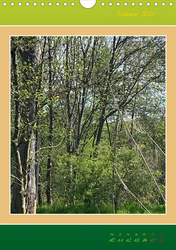 Ein Wald Morgenspaziergang ins Grüne