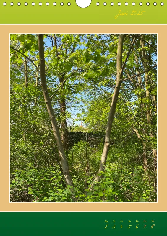 Ein Wald Morgenspaziergang ins Grüne