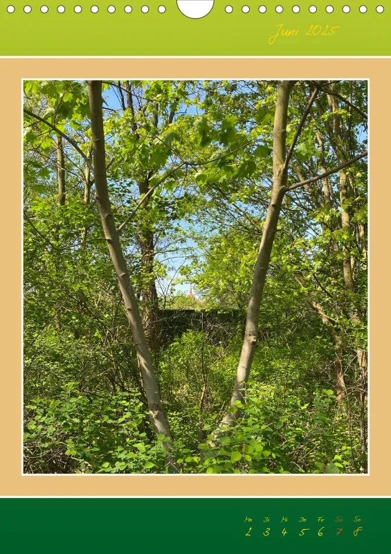 Ein Wald Morgenspaziergang ins Grüne