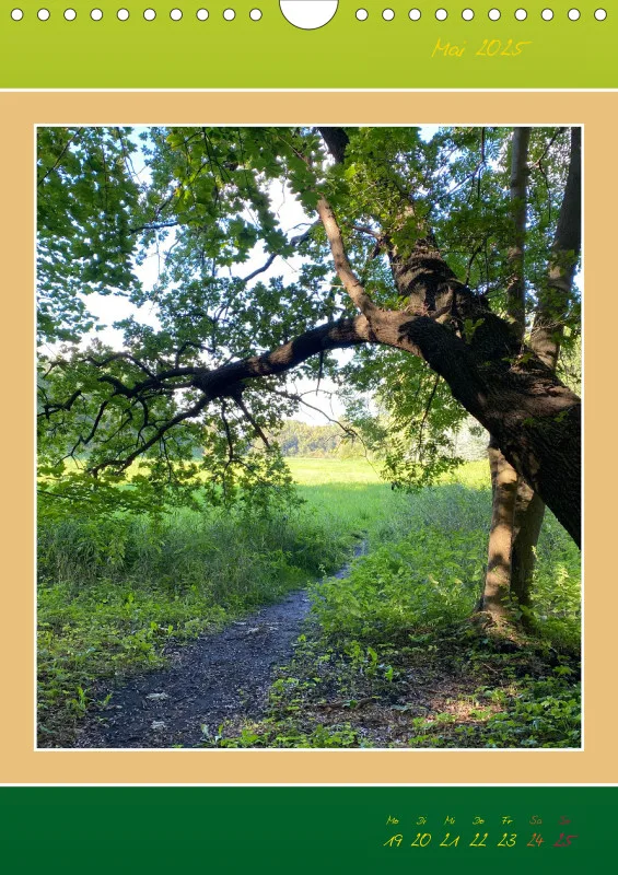 Ein Wald Morgenspaziergang ins Grüne