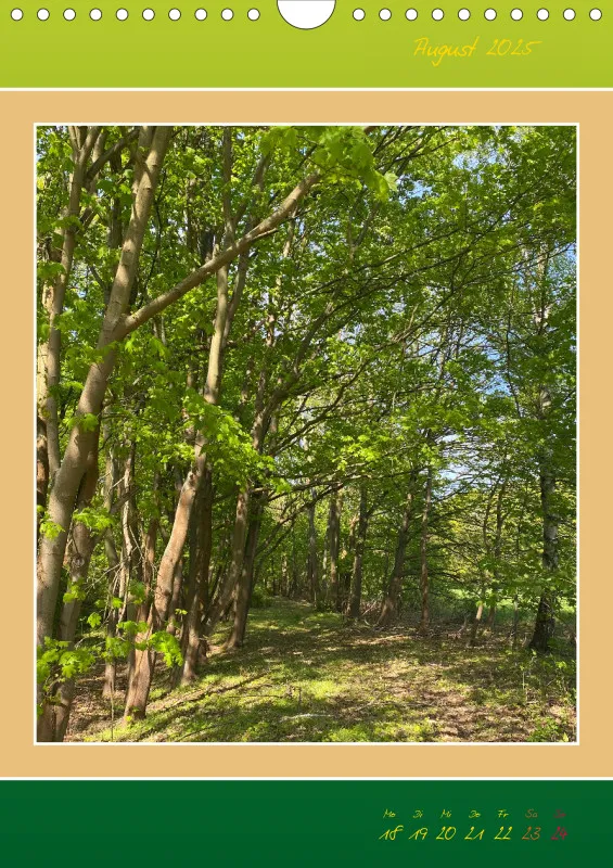 Ein Wald Morgenspaziergang ins Grüne