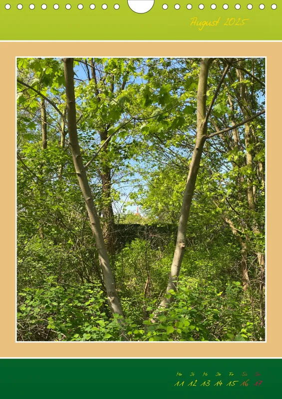 Ein Wald Morgenspaziergang ins Grüne