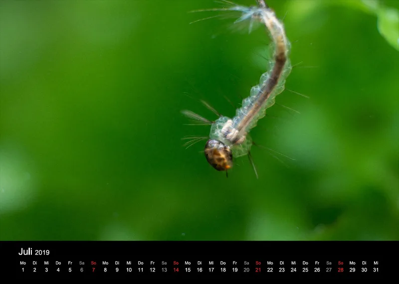 Garnelen-Freunde-Deutschland Kalender 2019