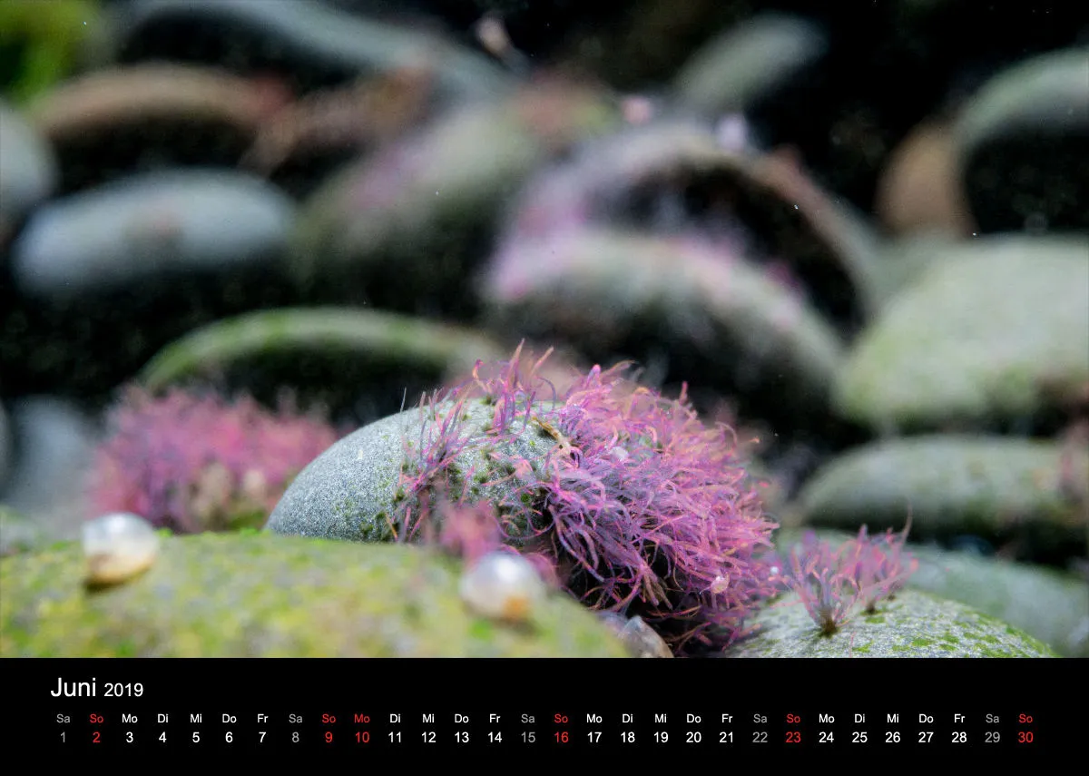 Garnelen-Freunde-Deutschland Kalender 2019