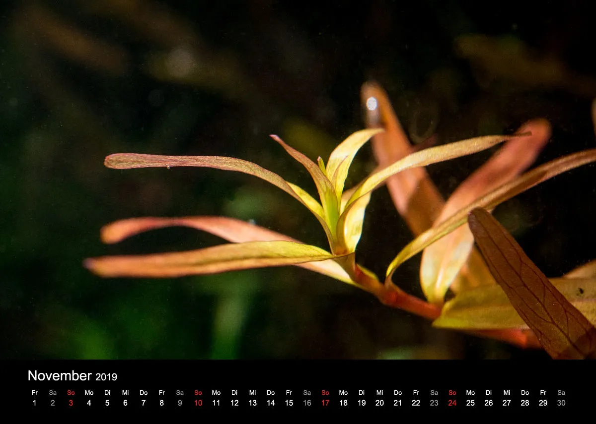 Garnelen-Freunde-Deutschland Kalender 2019