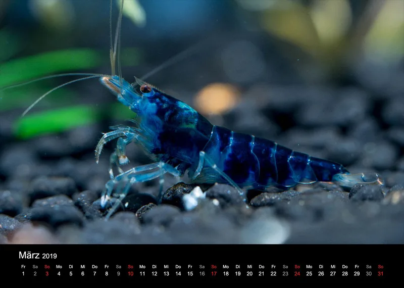 Garnelen-Freunde-Deutschland Kalender 2019