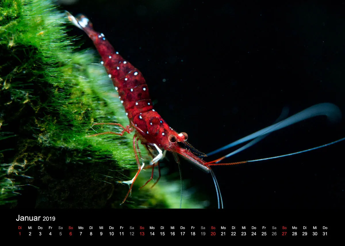 Garnelen-Freunde-Deutschland Kalender 2019