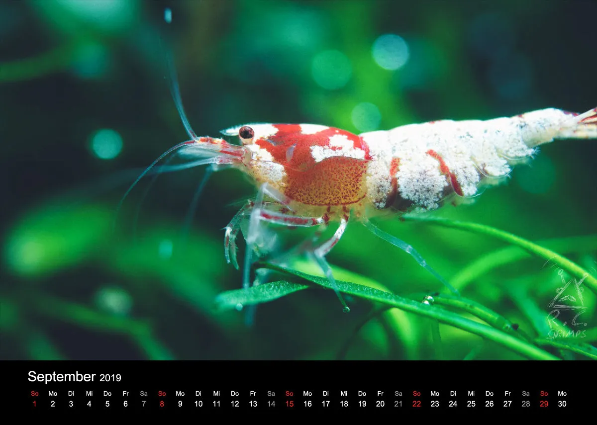 Garnelen-Freunde-Deutschland Kalender 2019