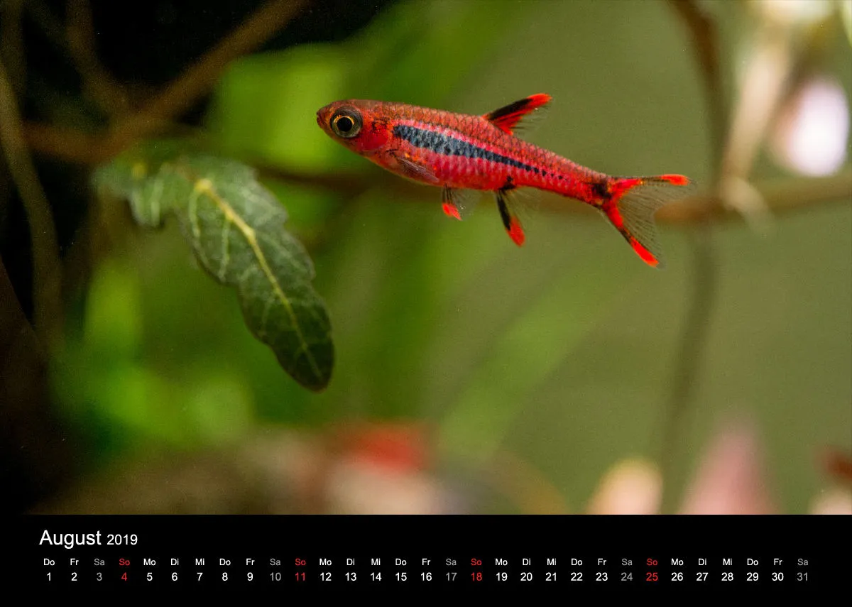 Garnelen-Freunde-Deutschland Kalender 2019