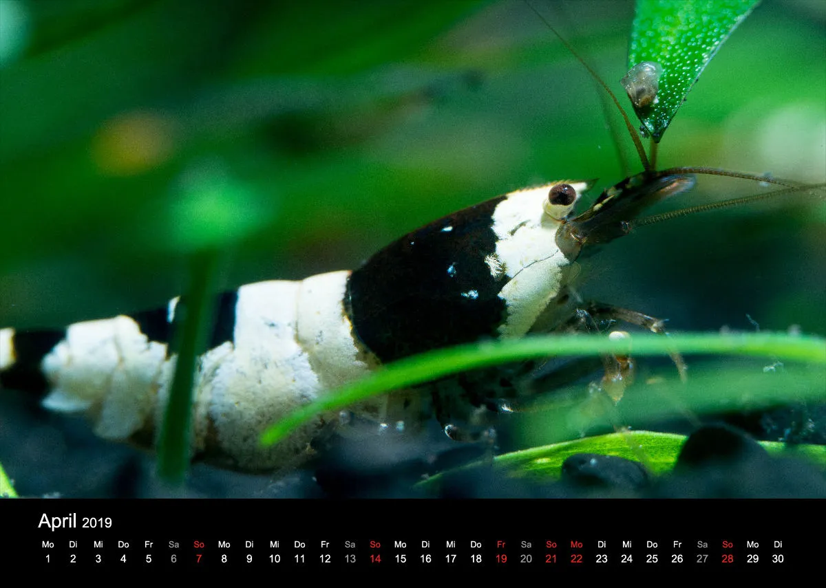 Garnelen-Freunde-Deutschland Kalender 2019