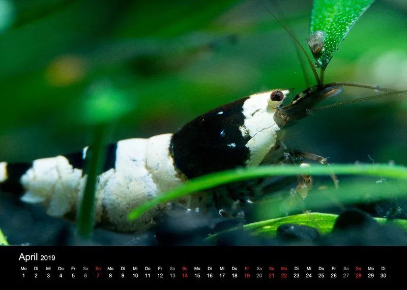 Garnelen-Freunde-Deutschland Kalender 2019