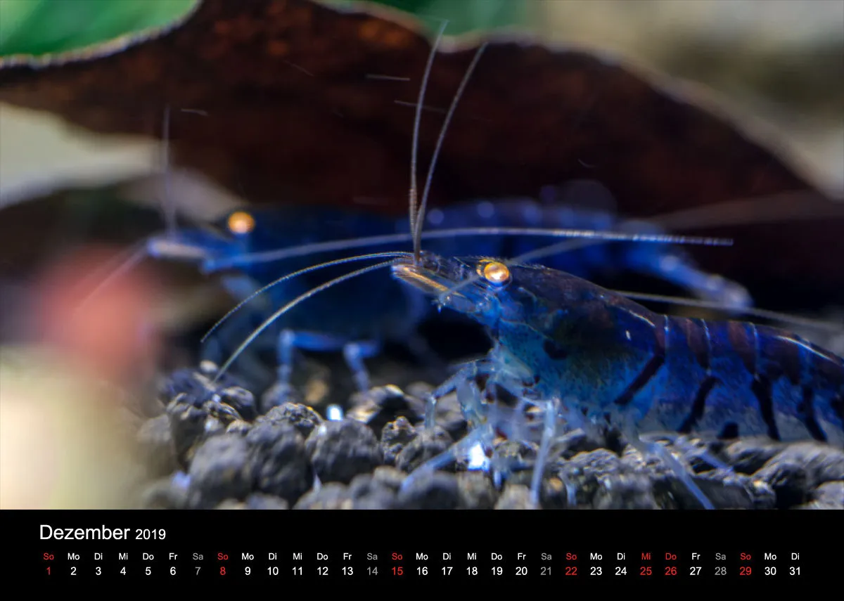 Garnelen-Freunde-Deutschland Kalender 2019