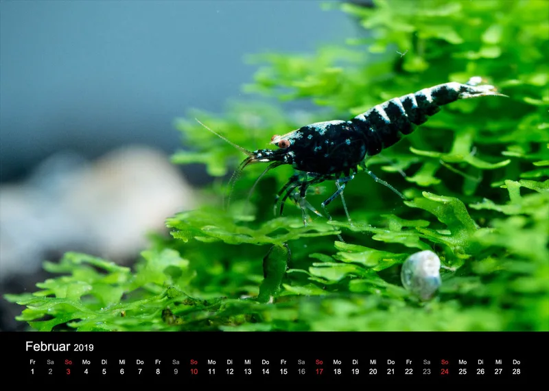 Garnelen-Freunde-Deutschland Kalender 2019