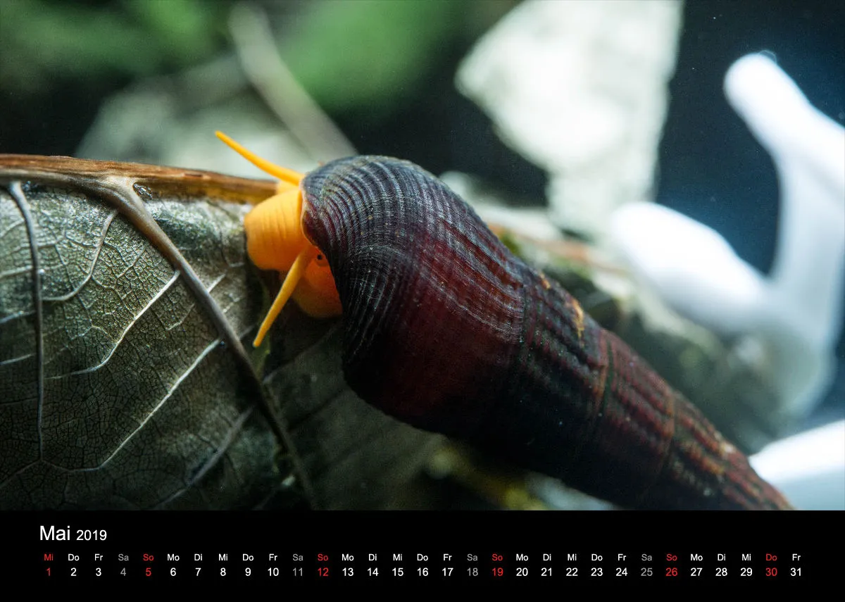 Garnelen-Freunde-Deutschland Kalender 2019