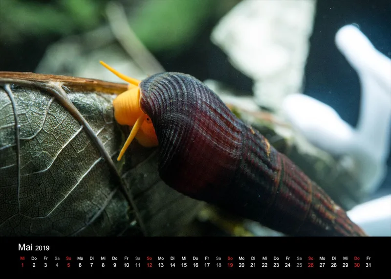 Garnelen-Freunde-Deutschland Kalender 2019