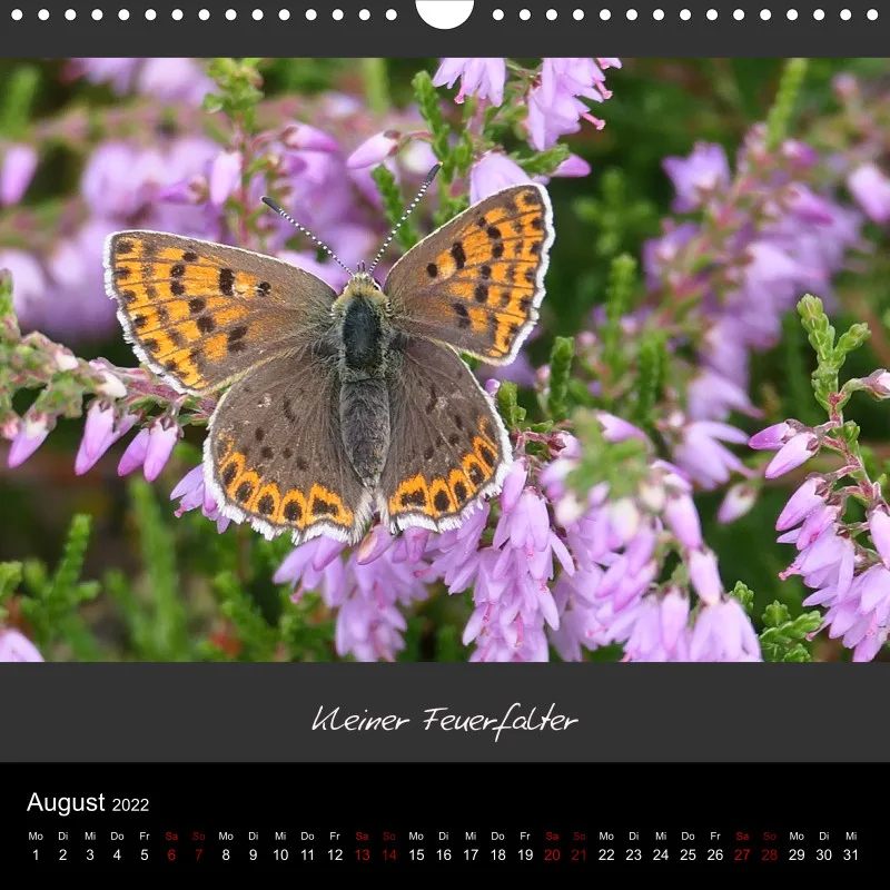 Mago's Fotokalender 2022