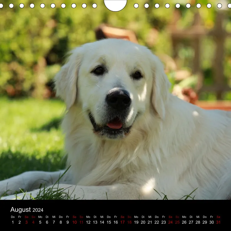 Golden Retriever vom Sonnenweg