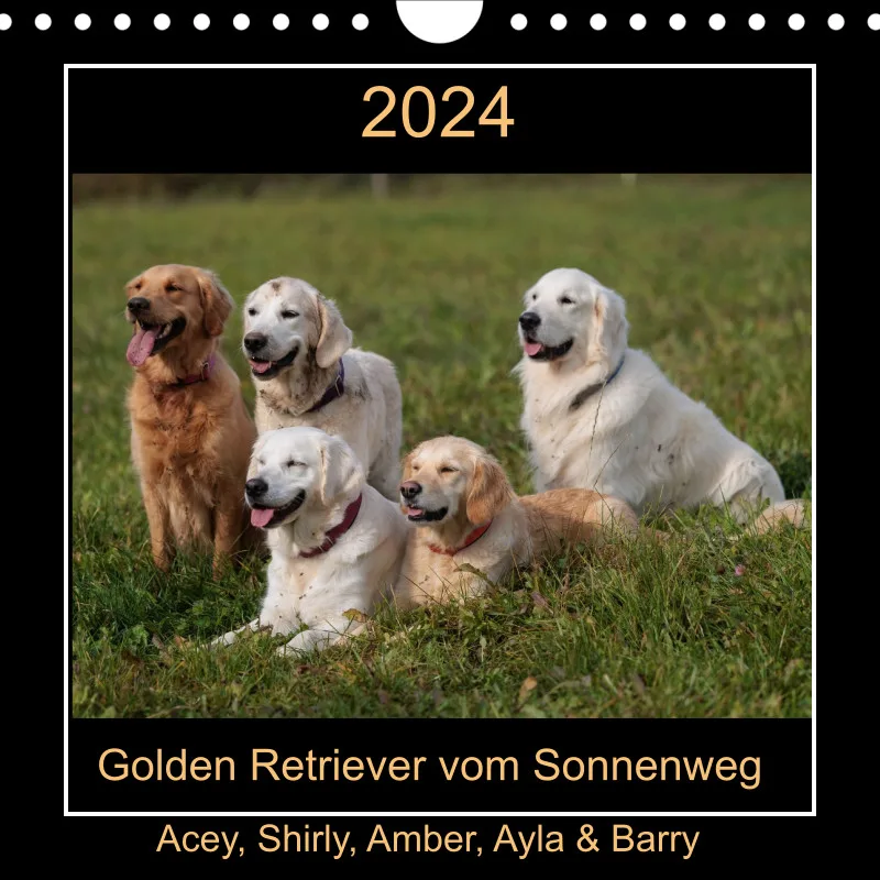 Golden Retriever vom Sonnenweg