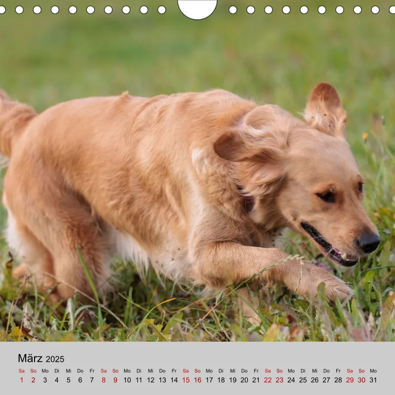 Golden Retriever Rudel