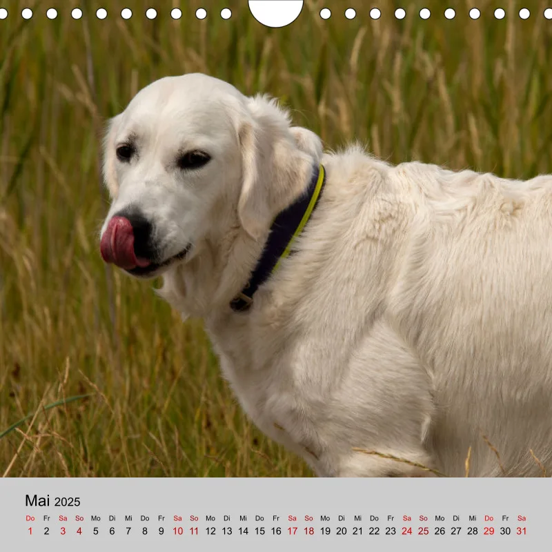 Golden Retriever Rudel