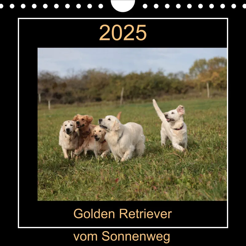 Golden Retriever Rudel